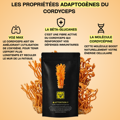 CORDYCEPS MILITARIS SECHE 100%